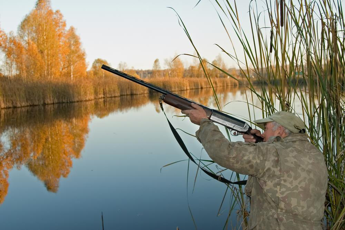 Wood Duck Hunting Tips Best Scope Guide Hot Sex Picture
